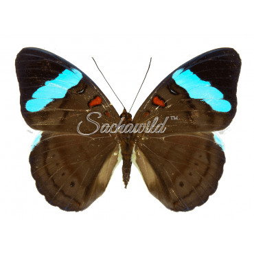 Nessaea Hewitsoni (F)