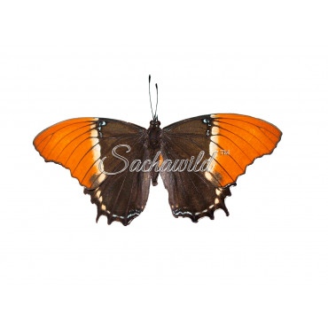 Siproeta Epaphus (F)