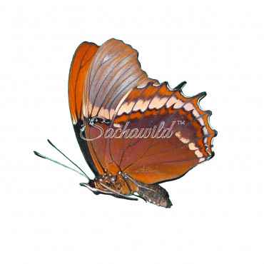 Siproeta Epaphus (F)