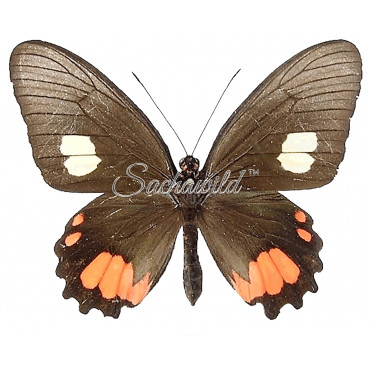 Parides Sesostris Sesostris (F)