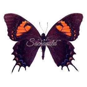 Papilio Cacicus Inca (F)