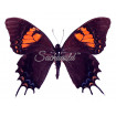 Papilio Cacicus Inca (F)