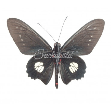 Parides Chabrias (M)