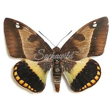 Castnia Athis Superba (U)