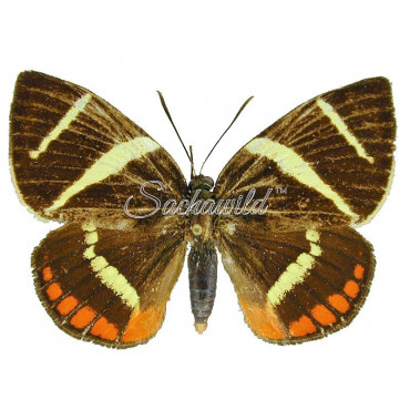 Xanthocastnia Evalthe Quadrata