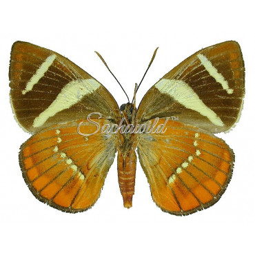 Xanthocastnia Evalthe Quadrata