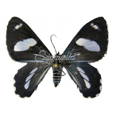 Erateina Rogersi (U)