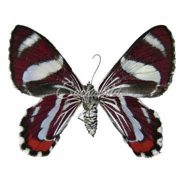 Erateina Rogersi (U)