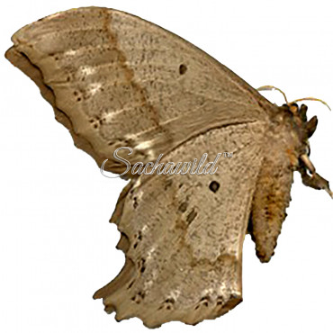 Arsenura Batesii Batesii (U)