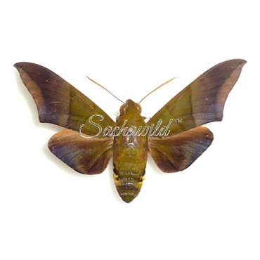 Oryba Achemenides (M)