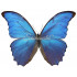 Morpho Menelaus Didius (M)
