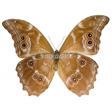 Morpho Menelaus Didius (M)