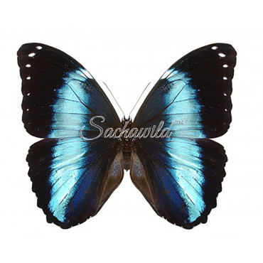 Morpho Achilles (M)