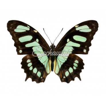 Victorina Stelenes (M)