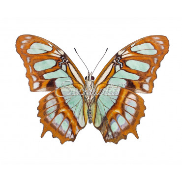 Victorina Stelenes (M)