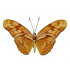 Dryas Julia (M)