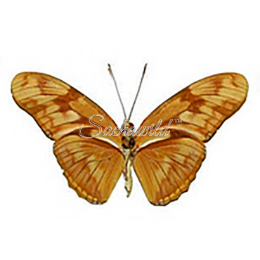 Dryas Julia (M)