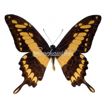 Papilio Thoas (M)