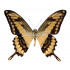 Papilio Thoas (M)