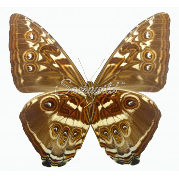 Morpho Cisseis Gahua Spp. (M)