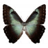 Morpho Cisseis Gahua Spp. (F)