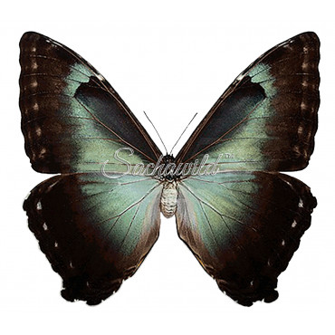 Morpho Cisseis Gahua Spp. (F)
