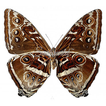 Morpho Cisseis Gahua Spp. (F)