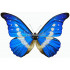 Morpho Rhetenor Helena (M)