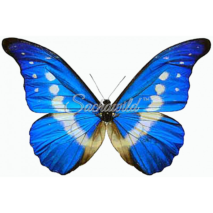 Morpho Rhetenor Helena (M)