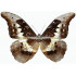Morpho Rhetenor Helena (M)