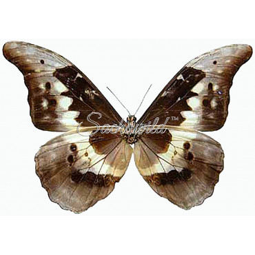 Morpho Rhetenor Helena (M)