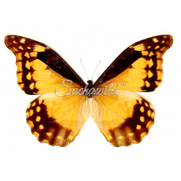 Morpho Rhetenor Helena (F)