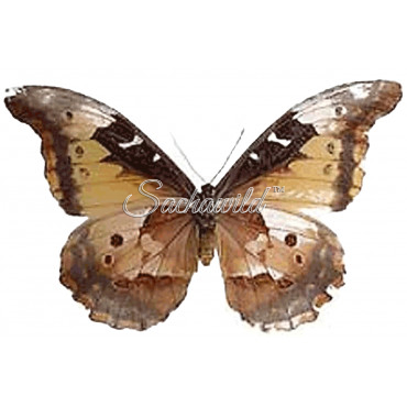 Morpho Rhetenor Helena (F)