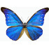 Morpho Rhetenor Cacica (M)