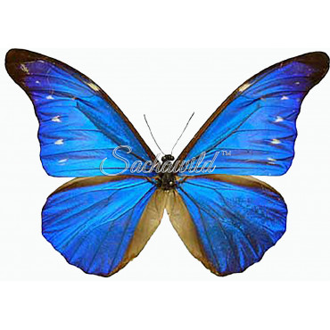 Morpho Rhetenor Cacica (M)