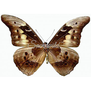 Morpho Rhetenor Cacica (M)