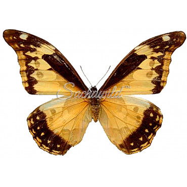 Morpho Rhetenor Cacica (F)