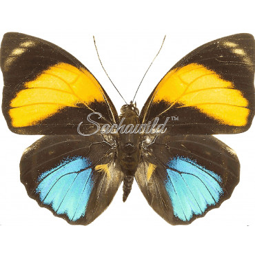 Agrias Amydon Zenodorus