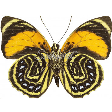 Agrias Amydon Zenodorus