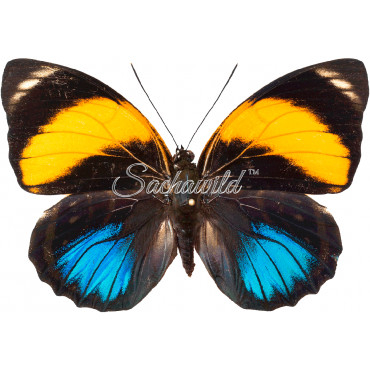 Agrias Amydon Zenodorus (F)