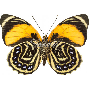 Agrias Amydon Zenodorus (F)