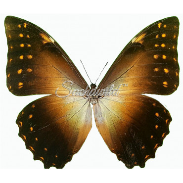 Morpho Telemachus Foucheri (M)