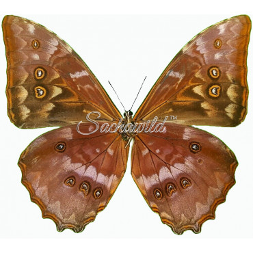 Morpho Telemachus Foucheri (M)