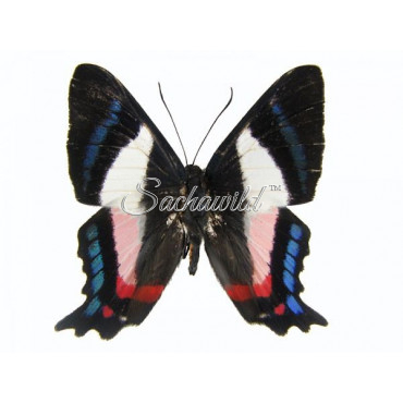 Ancyluris Formosissima