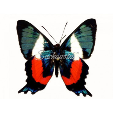 Ancyluris Formosissima