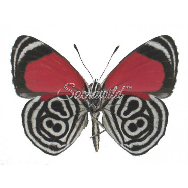 Diaethria Clymena