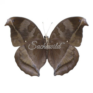 Napeocles Jucunda (M)