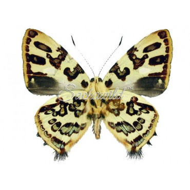 Anteros Acheus (M, A1)