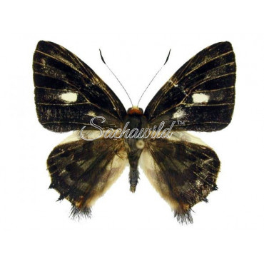 Anteros Acheus (M, A1)