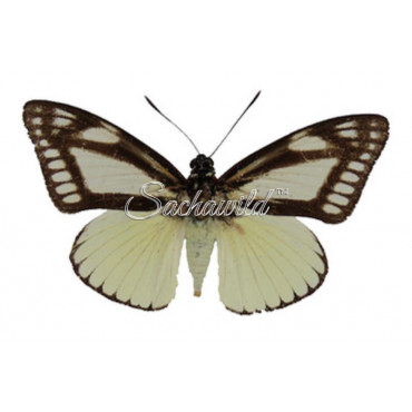 Castnia Cronis Cronis